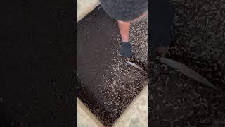 How to get started with maggot production for alternative animal feed