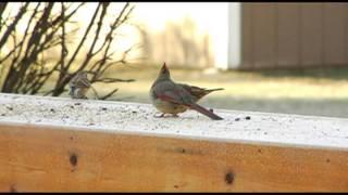 BACKYARD BIRD WATCH