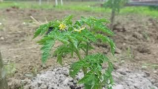 Can I put wood ash on my tomatoes?