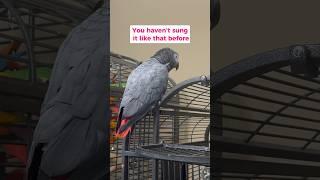 Giz is training me for the remix  #talkingparrot #africangrey