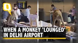 Video | Monkey Enters the VIP Lounge of Delhi's IGI Airport | The Quint