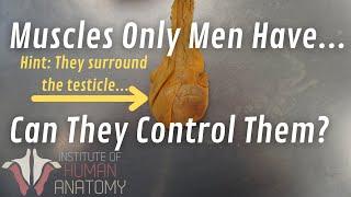 Can Men Control Their Balls??? (Important Anatomy!!)