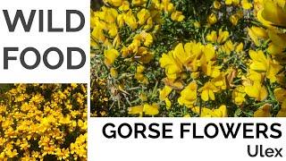 Gorse (Flowers) Foraging - UK Foraging and Wild Food Guide