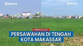 Suasana Persawahan di Tengah Pemukiman di Kota Makassar