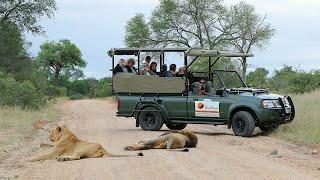 The Kruger Park with Wild Wings Safaris