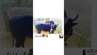 ox race top ox race #shorts ox in Fatehpur Rajouri