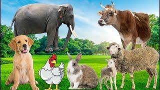 Farm Animal Sounds: Chicken, Cow, Sheep, Cat, Dog - Animal Paradise