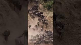 Wildebeest Migration: A Perilous Journey for Survival#short #animals#wldebeest