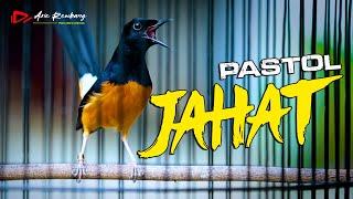 PASTOL JAHAT MEMANCING PASTOL LAIN NGEPLONG BONGKAR ISIAN | SHAMA BIRD