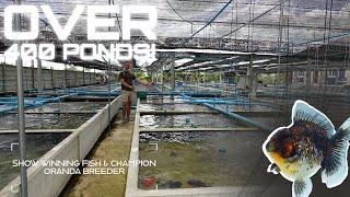 MENG GOLDFISH FARM TOUR | THAILAND GOLDFISH EXPEDITION