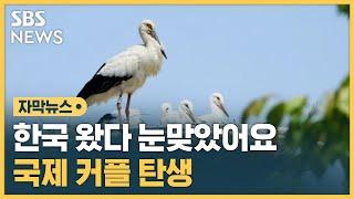 황새들도 '다문화 시대'…한국 왔다 눈맞았어요 (자막뉴스) / SBS