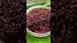 Амарант Микрозелень #микрозелень #plant #амарант #microgreens #зож #amaranth #2023 #ферма #мікро