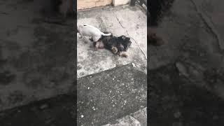 Perro se desmaya en acción (coco) #suscribete #like #viral