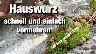 Sempervivum schnell und einfach vermehren, Hauswurz, Dachwurz, Sukkulenten Erde selbst mischen