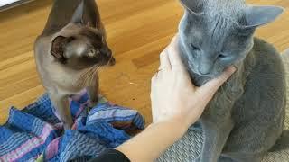 Lena and Matilda try catnip