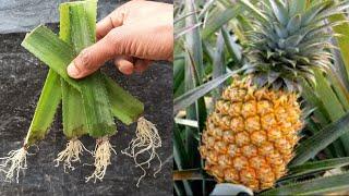 How to grow pineapple by leaves,,  pineapple grow season,,  pineapple propagation