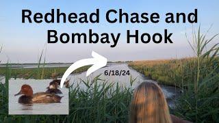 Redhead Chase and Birding Bombay Hook, June 18th, 2024