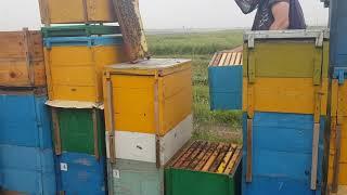 Пчелы от ТОО "Бочка с медом" на медосборе