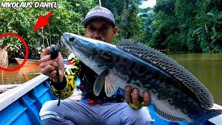 MANCING IKAN TOMAN MONSTER PAKAI MINNOW