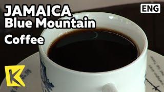 【K】Jamaica Travel-Blue Mountain[자메이카 여행-블루마운틴]유럽이 사랑하는 명품 커피/Coffee/Factory