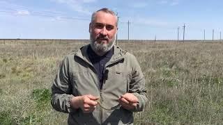 Владимир Каганов. Степная гадюка