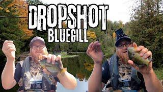 Drop Shot Fishing Summer Bluegills