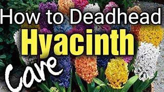 How to Deadhead Hyacinths after Flowering | Hyacinth Aftercare