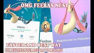 POKEMON GO FEEBAS NEST ? FASTER AND BEST WAY TO GET MILOTIC | FEEBAS MILOTIC WILD MILOTIC