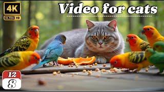 Best Cat TV | Birds Chirping & Squirrel Adventures | 4K Relaxing Video