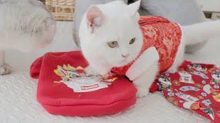 给小肥猫穿衣服有多难？猫胖得连扣子都扣不上！【胖胖家的猫】