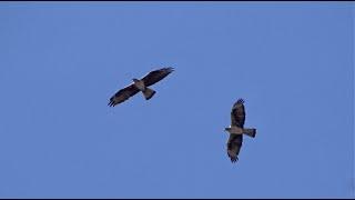 Bonelli's eagles flying - Havikarenden vliegend [Spain 2019]