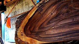 sawing luxurious fibrous trembesi wood ordered by the rich in Indonesia