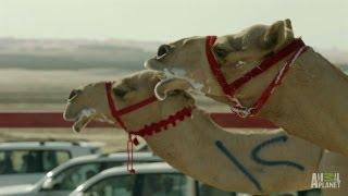 High-Tech Camel Races | Wild Arabia