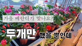 가을 베란다 꽃이 만발한 이유/ 리갈 제라늄 이맘때 꼭 해야 할 일 / 베란다 정원 / 제라늄 키우기