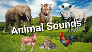 Farm Animal sounds - Cow, Sheep, Cat, Dog, Chicken, Animal Moments