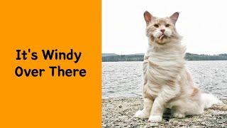50 Funny Maine Coon Cats: Adorable and Hilarious Moments - Funny cat