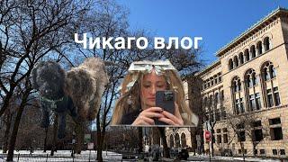 ЧИКАГО ВЛОГ: знакомимся с новой собакой, День Святого Валентина и красим волосы ￼
