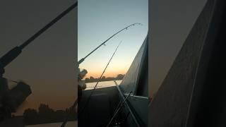 Вытащил ОГРОМНОГО Судака #fishing #астрахань #судак #рыбалка #рыбка #пейзаж #закат #трофей #щука
