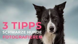 3 Tipps - Schwarze Hunde fotografieren