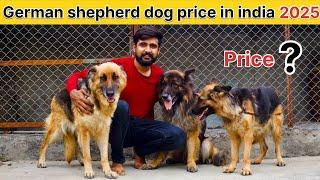 German shepherd dog price in india 2025 | German shepherd dog | German shepherd dog price