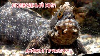 Подводный мир дайвинг. Дайвинг в Приморье.  Дайвинг в море. Погружение с аквалангом.