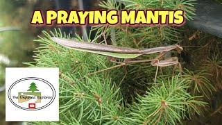 A Praying Mantis