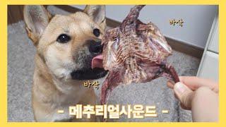 [ 강아지 ASMR ] 꼬소한 메추리를 먹어볼게요 ㅣ 진돗개계피 ㅣ Korean Jindo Dog