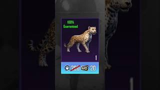 Leopard Companion - 20 UC 