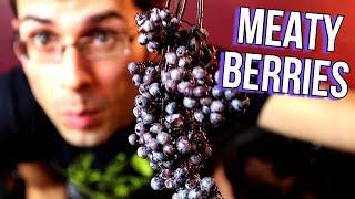 BLUE ELDERBERRIES - A Terrible Fruit with an Incredible Juice! - Weird Fruit Explorer