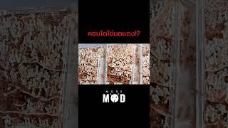 ฟาร์มไข่มดแดงไม่ง้อต้นไม้!? #moremod #เลี้ยงมด #มด #มดแดง