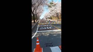 [계명대학교 외국인 유학생 동영상 콘텐츠 대회] Cherry blossom - 유학생 눈에 보이는 계명의 봄