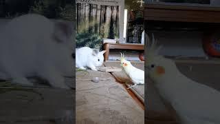 Snack time for bird and bun #pets #cute #youtubeshorts #bunny #cockatiel