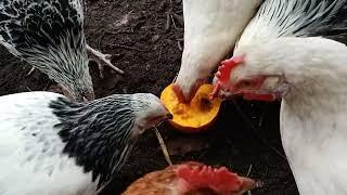 Kürbis für die Hühner - 12.10.2023. - Pumpkin for the chickens.