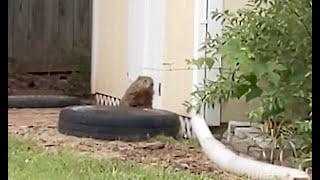 How to catch a GroundHog in your yard.